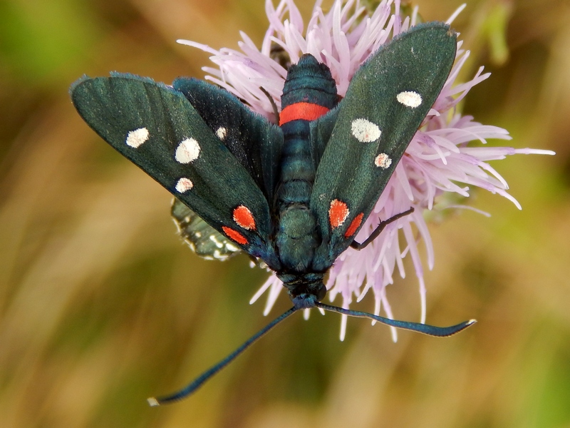Zygaena ephialtes